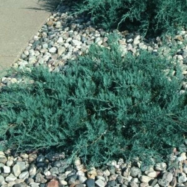 Image of Grey Owl Juniper Bush