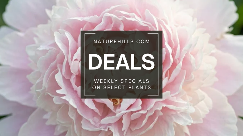 Nature Hills Weekly Deals banner with a background of a Shirley Temple Peony close up.