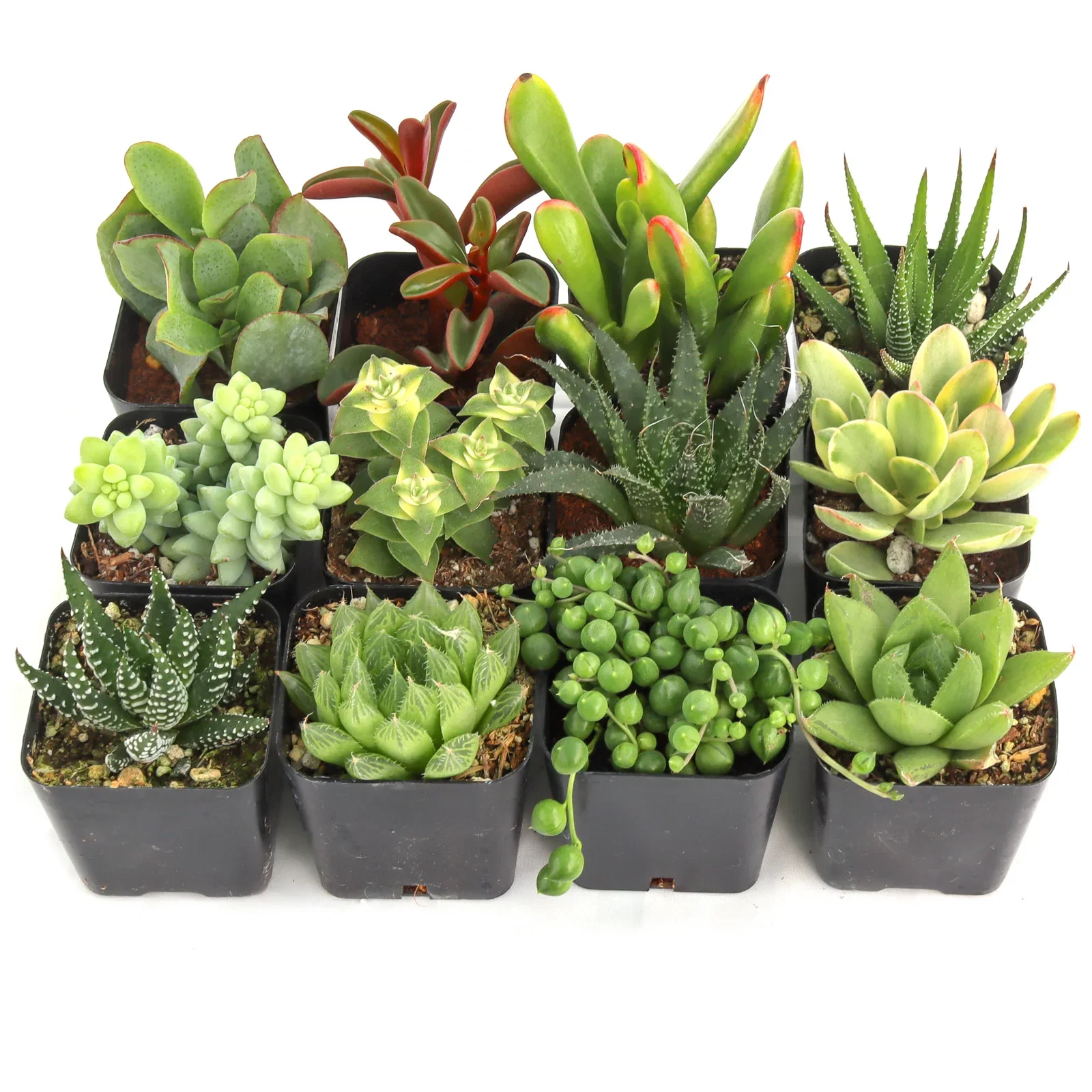 Image of Easy Indoor Succulents Pack (6-20 Varieties, 2" Pots)