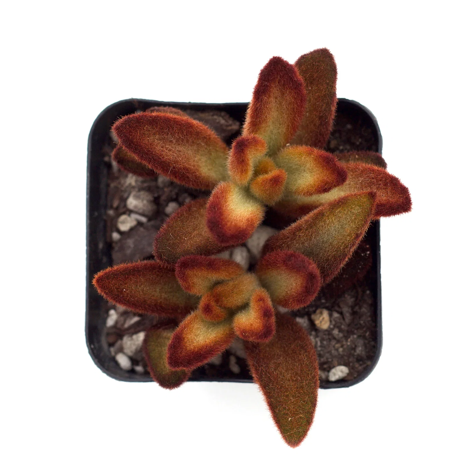 Image of Kalanchoe tomentosa 'Cinnamon'