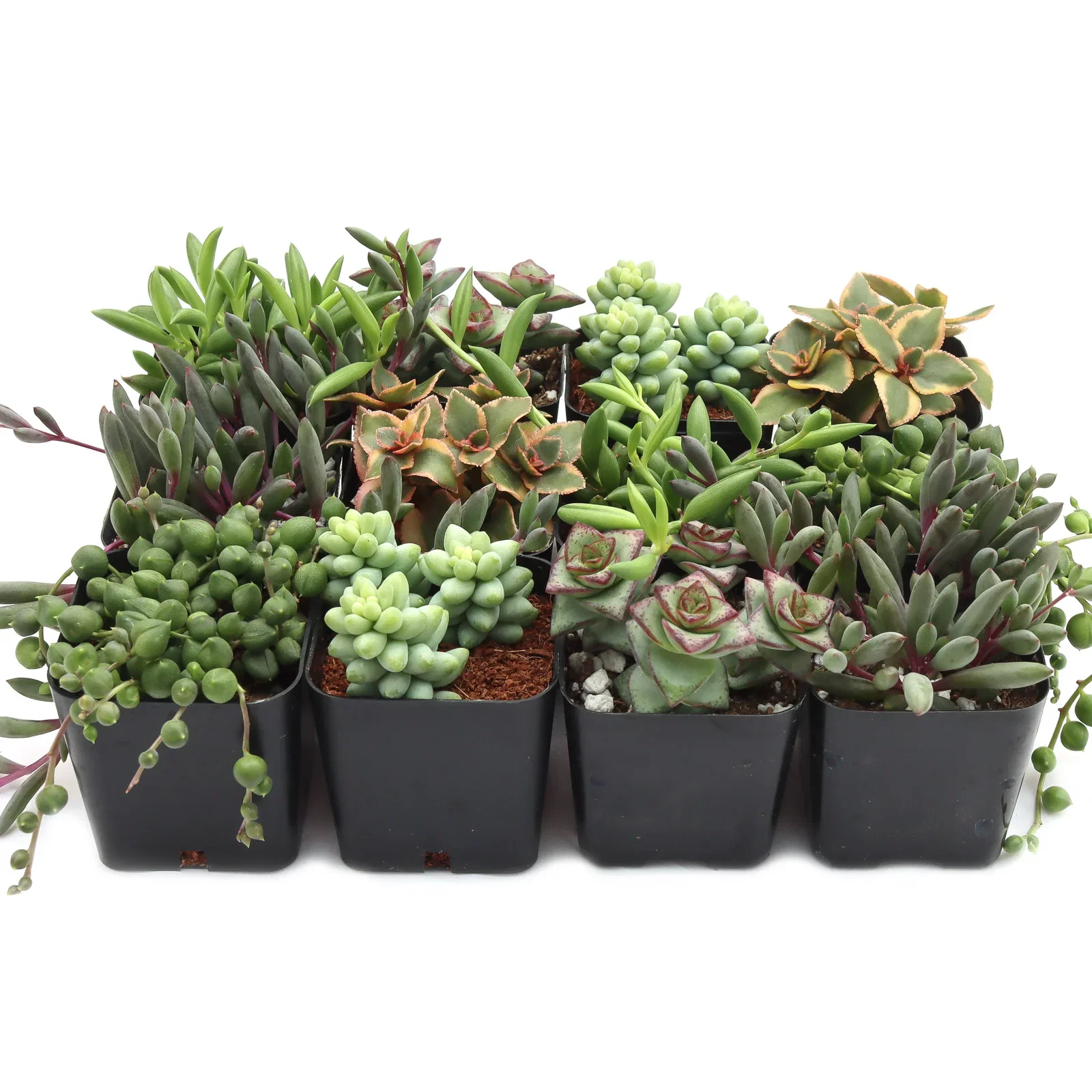 Image of Trailing & Strings Succulents Pack (6-12 Plants, 2" Pots)