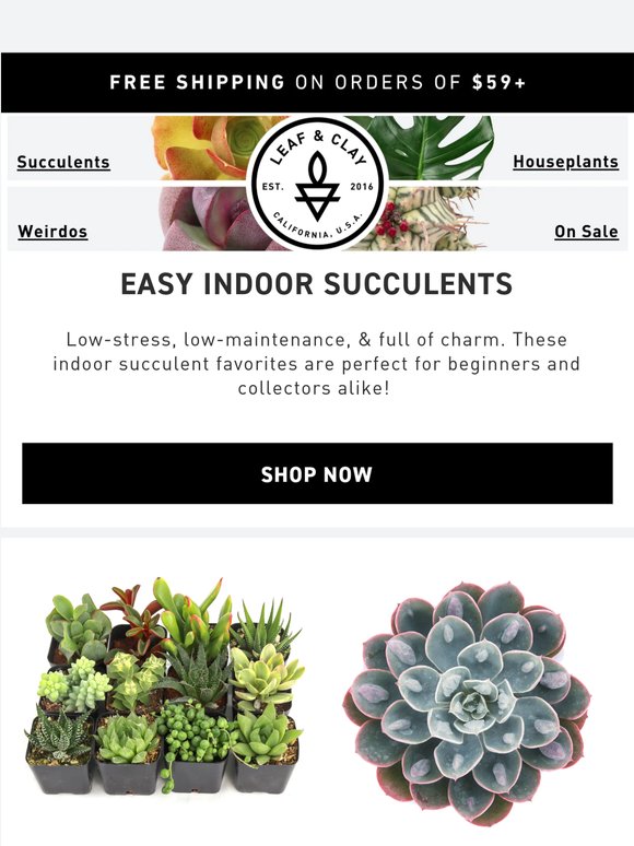 The Best Easy Succulents for Indoor Spaces🌵