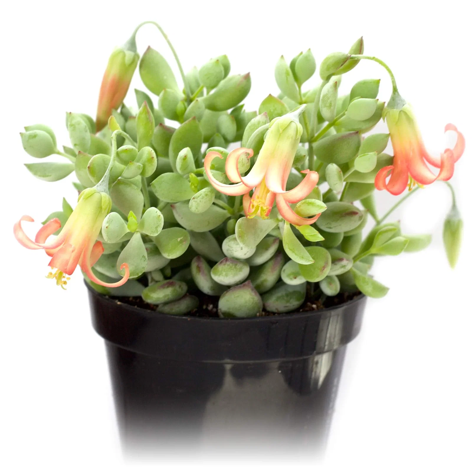 Image of Cotyledon pendens 'Cliff Cotyledon'