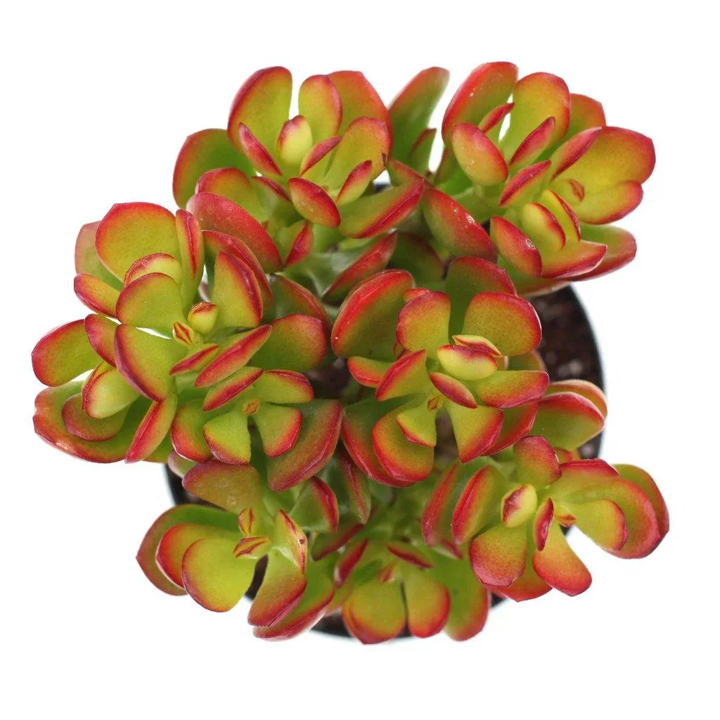 Image of Crassula ovata 'Baby Jade'