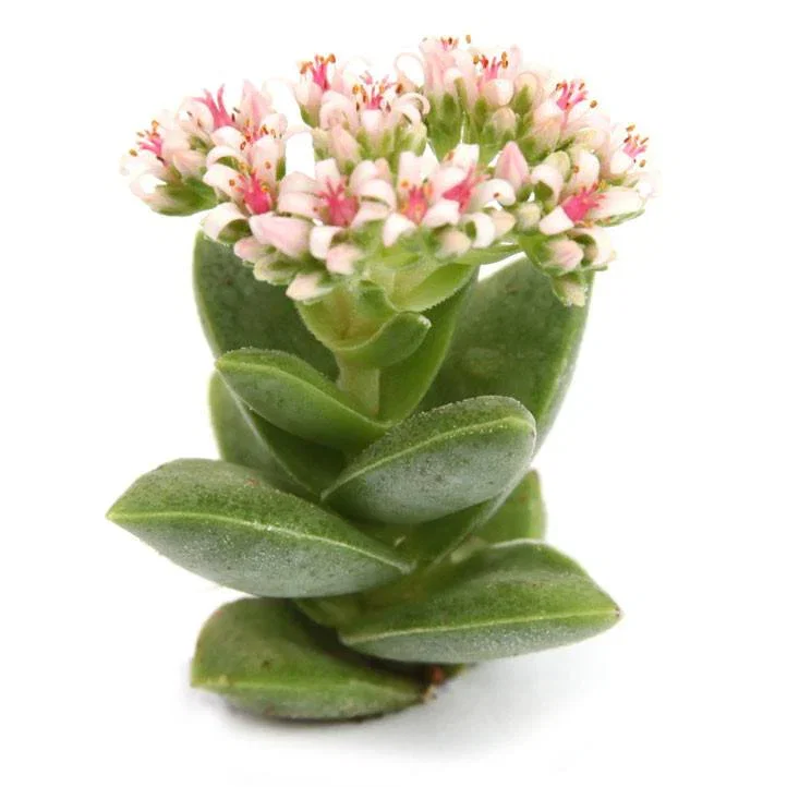 Image of Crassula 'Springtime'