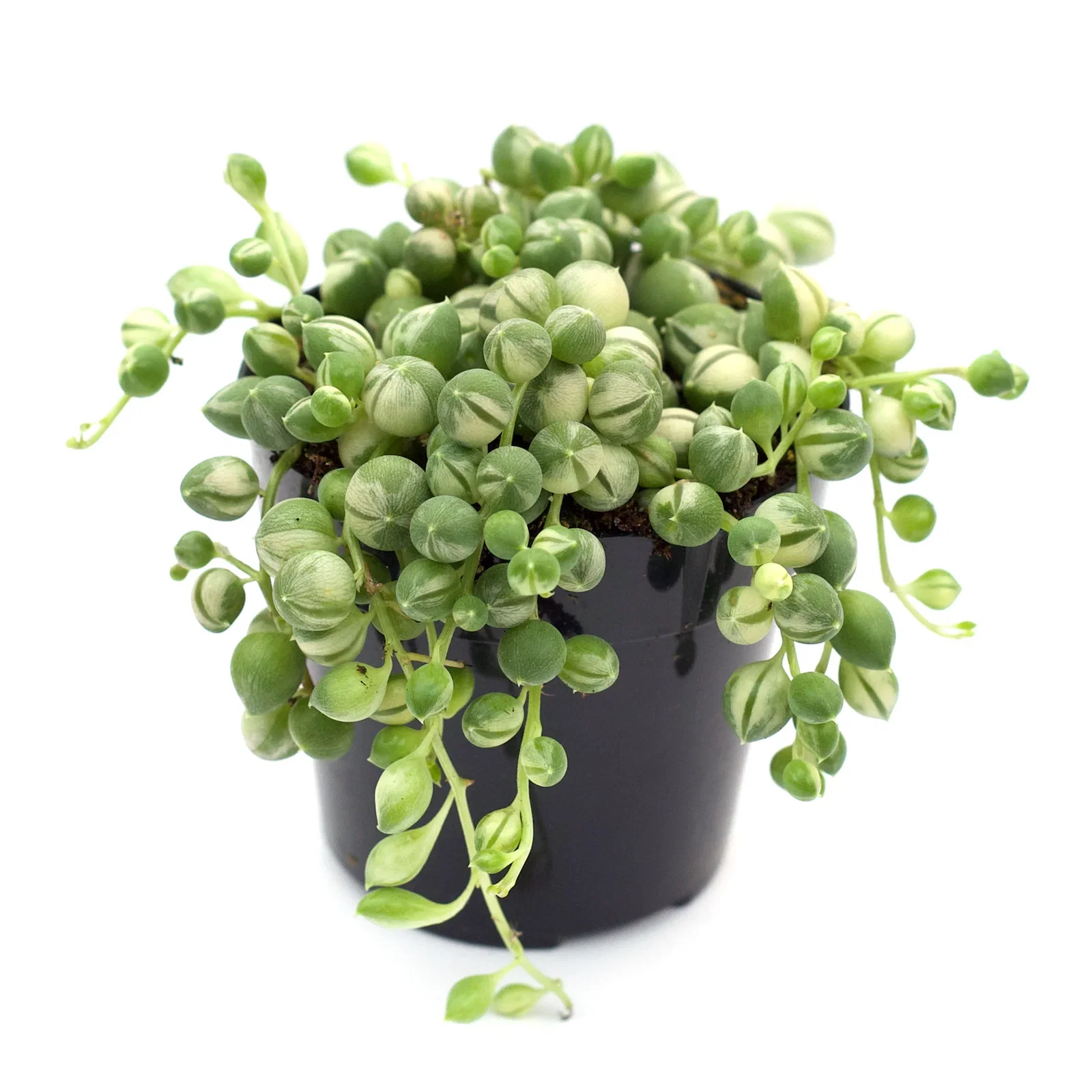 Image of Senecio rowleyanus f. variegatus 'Variegated String of Pearls'