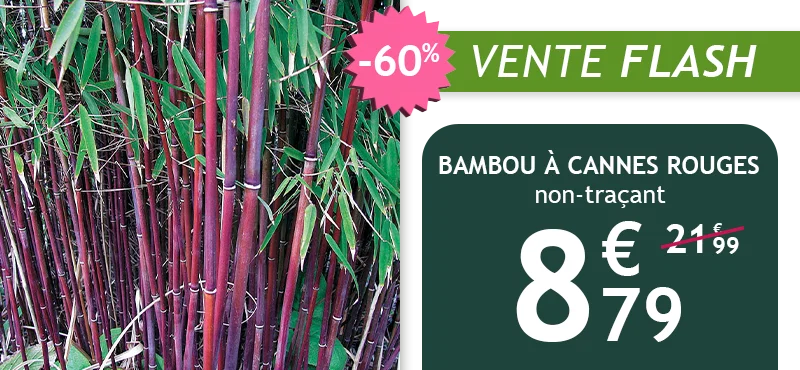 Le bambou à cannes rouges est à -60% soit 8,79€ au lieu de 21,99€