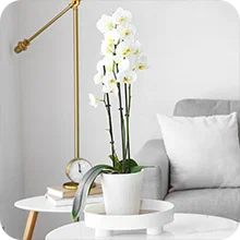 Orchidée blanche