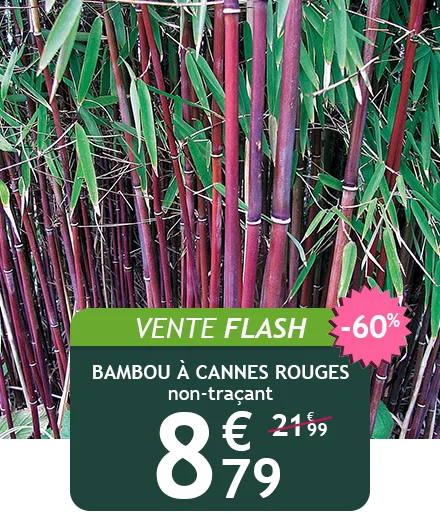 Le bambou à cannes rouges est à -60%