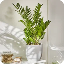 Zamioculcas