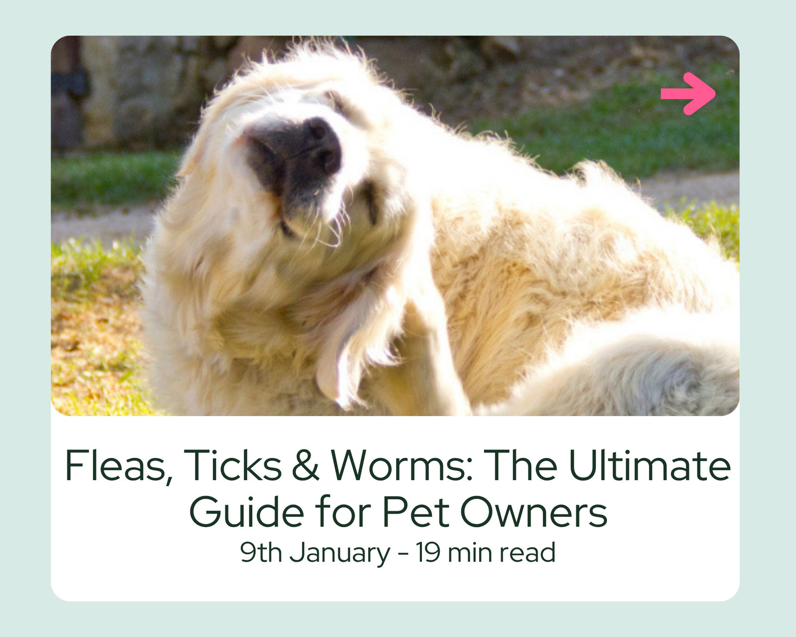 Fleas, Ticks & Worms: The Ultimate Guide for Pet Owners