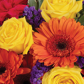 Celebration Flowers on sale now