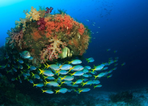 Digital Underwater Photographer in Raja Ampat, Indonesia