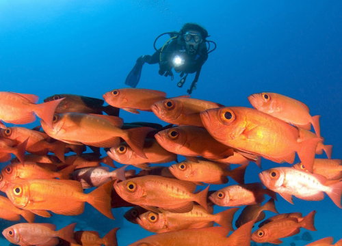 Enriched Air (Nitrox) Diver in Palau