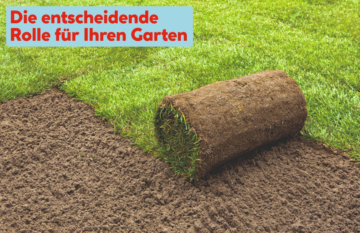 Rollrasen