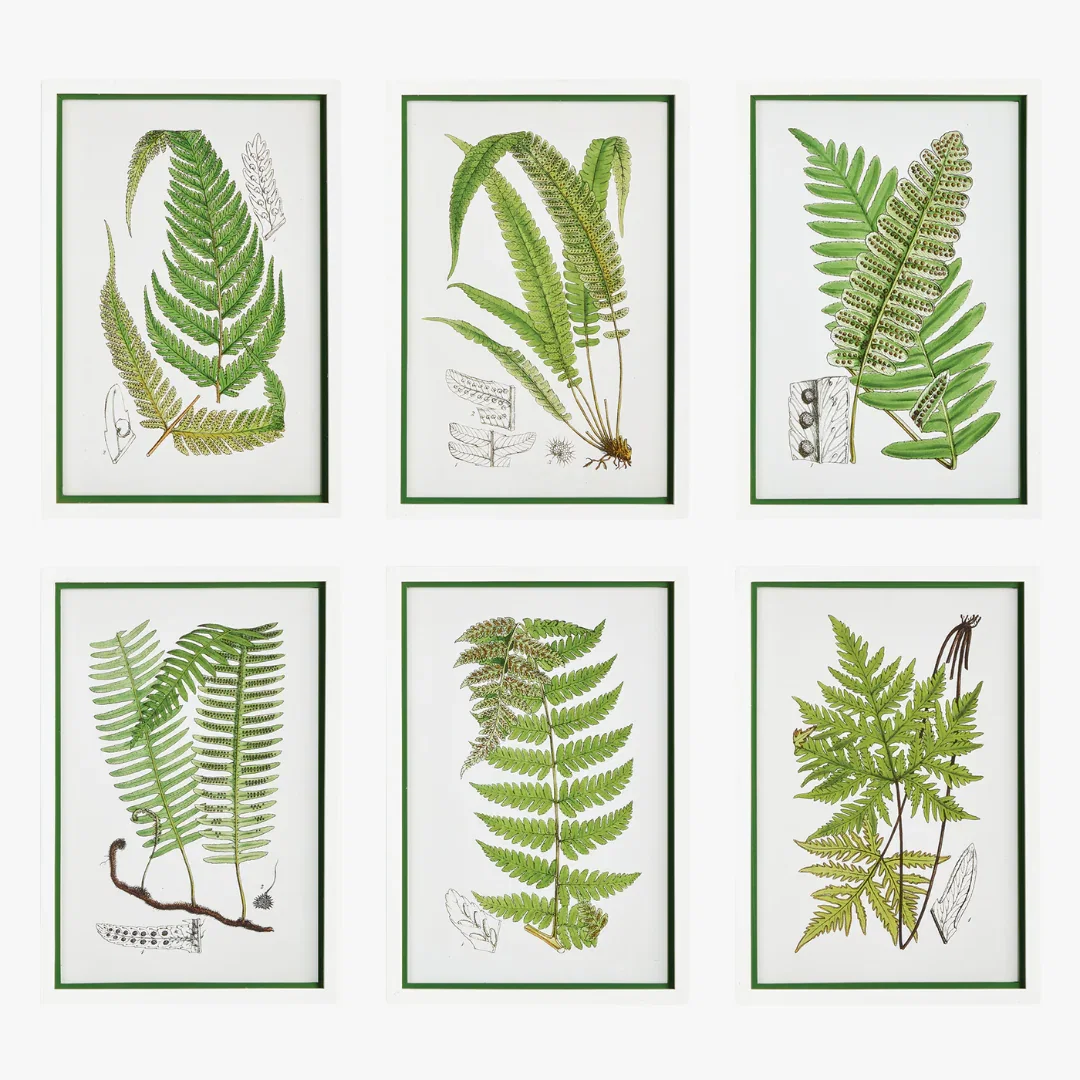 Image of Layered Fern Framed Prints