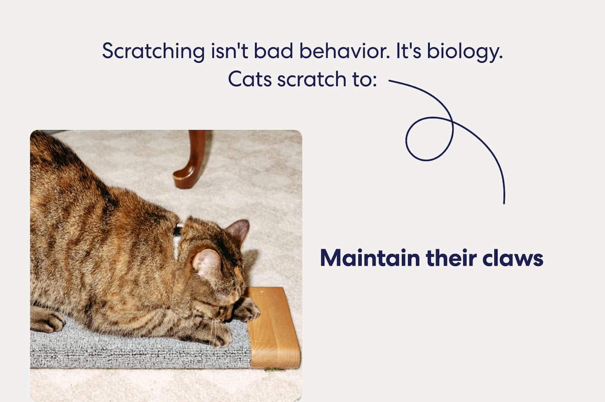 Maintain their claws