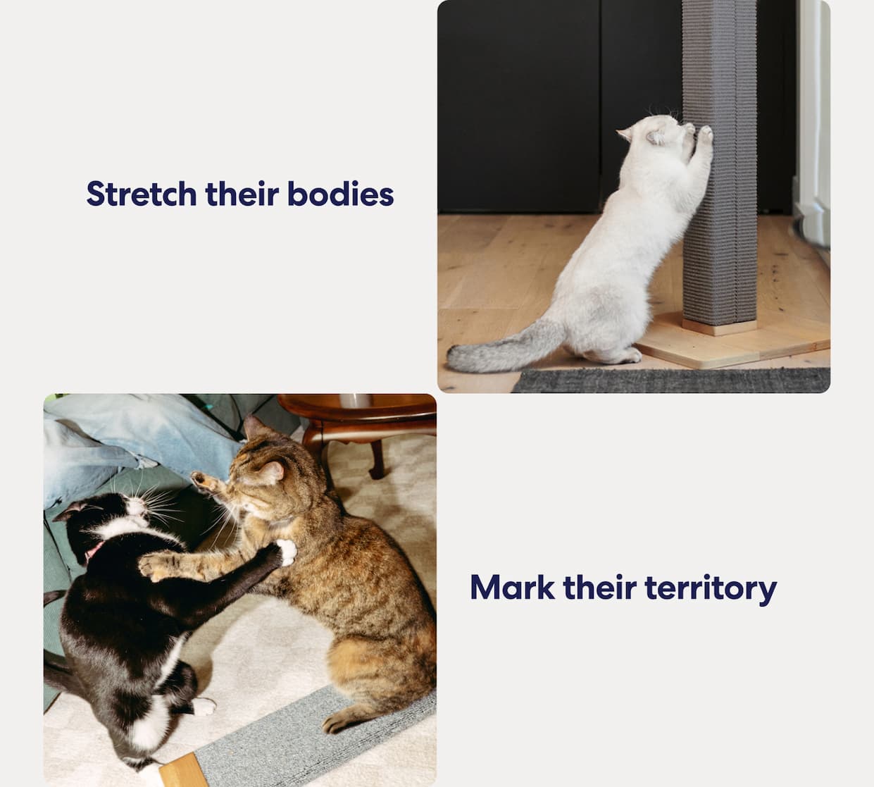 Stretch their bodies. Mark their territory