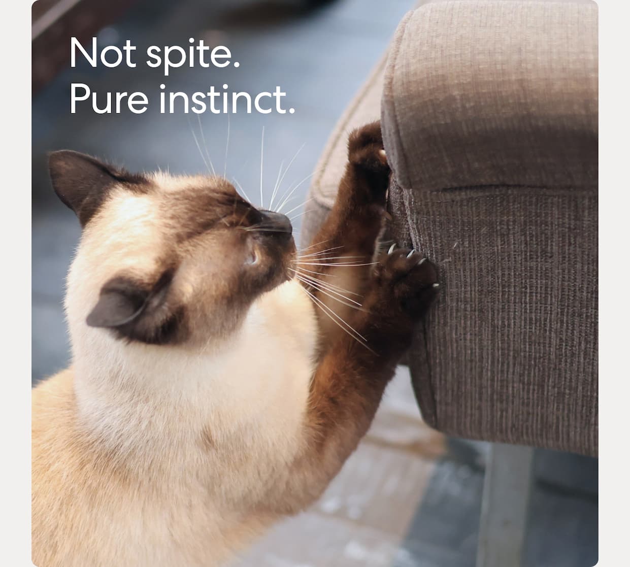 Not spite. Pure instinct. 