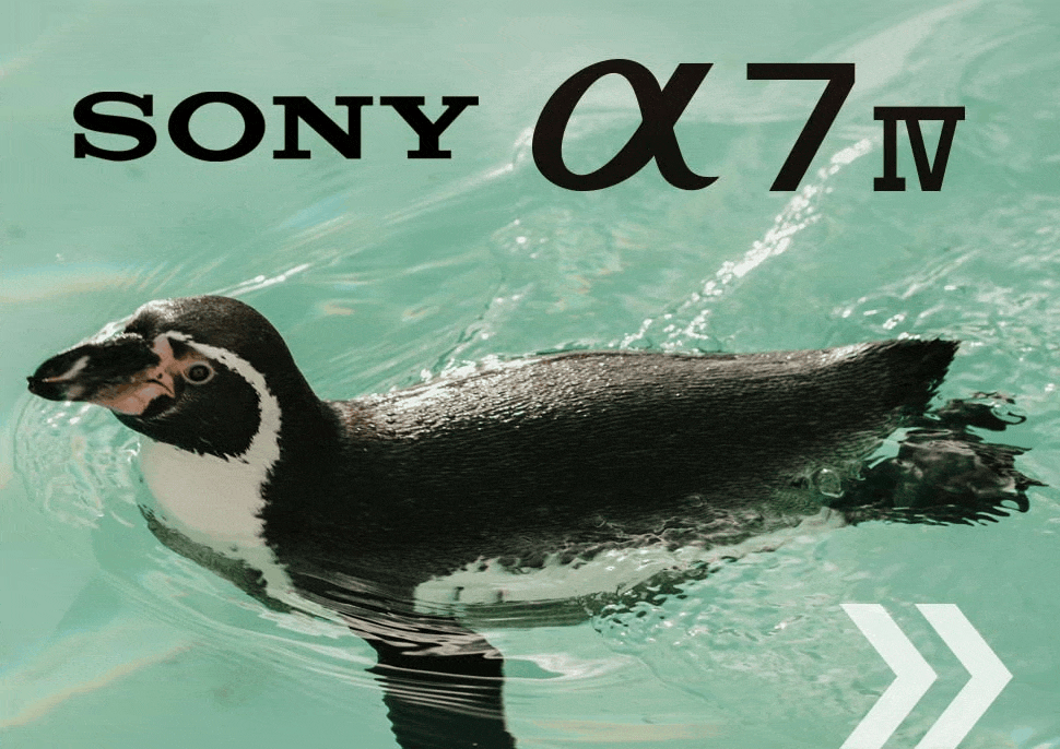 Blog: Sony a7 IV Animal Autofocus