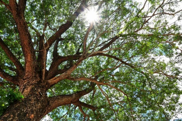 Tree witht he sun shining through the leaves
