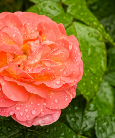 Close up of orange and pink rose with morning dew.