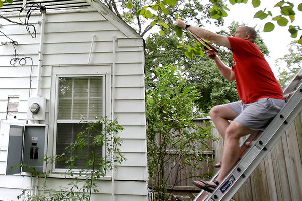 Person trimming branches.