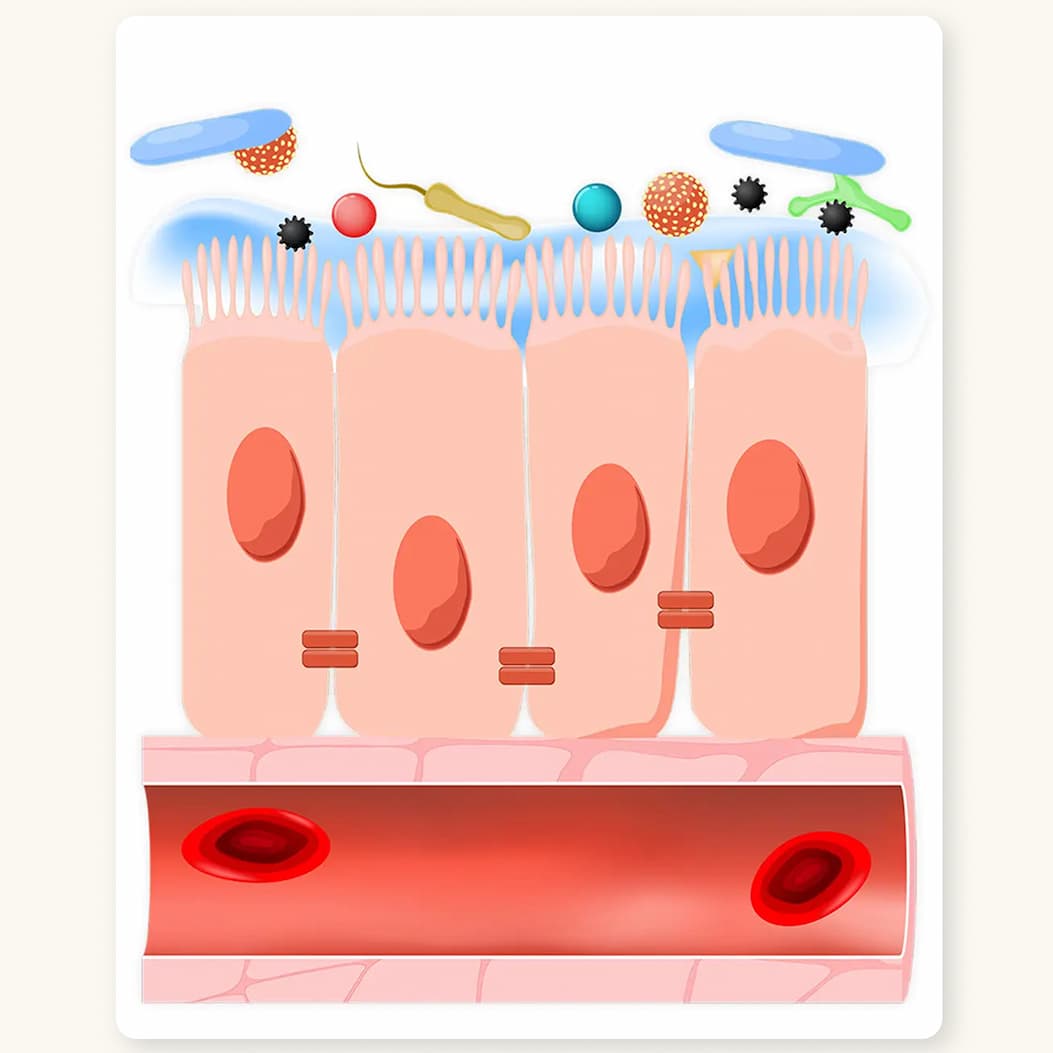 Skin illustration