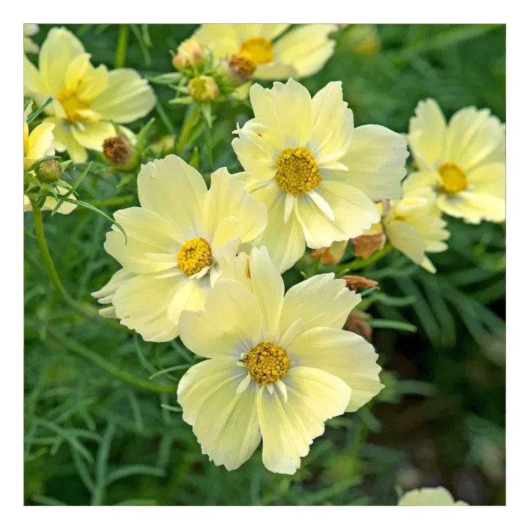 This unusual cosmos turns all heads with its beautiful peachy-apricot flowers delicately streaked with pink.