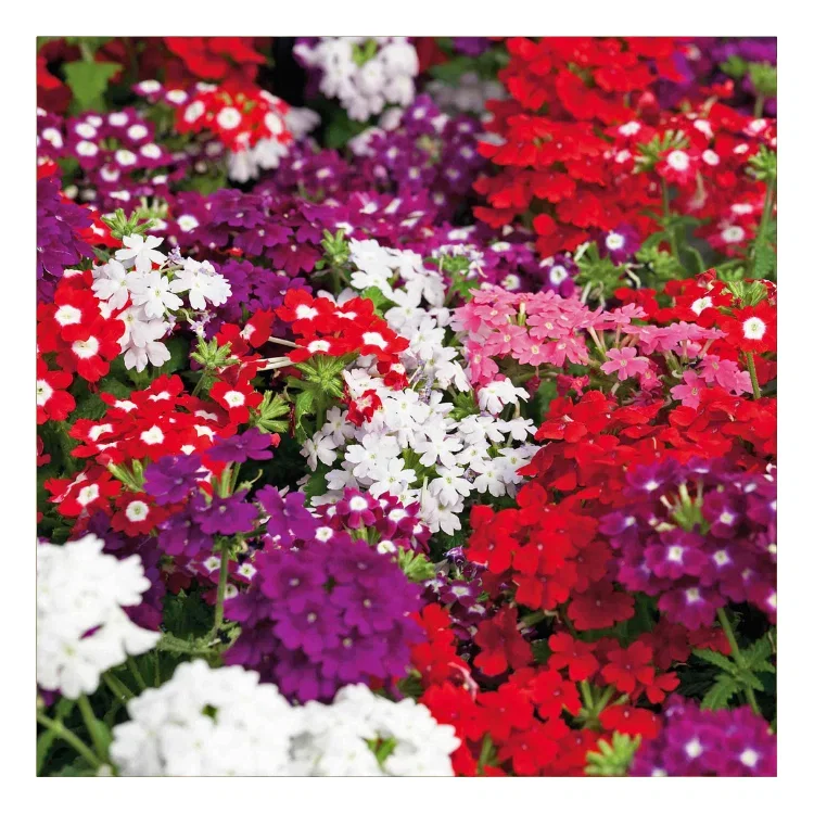 This unusual cosmos turns all heads with its beautiful peachy-apricot flowers delicately streaked with pink.