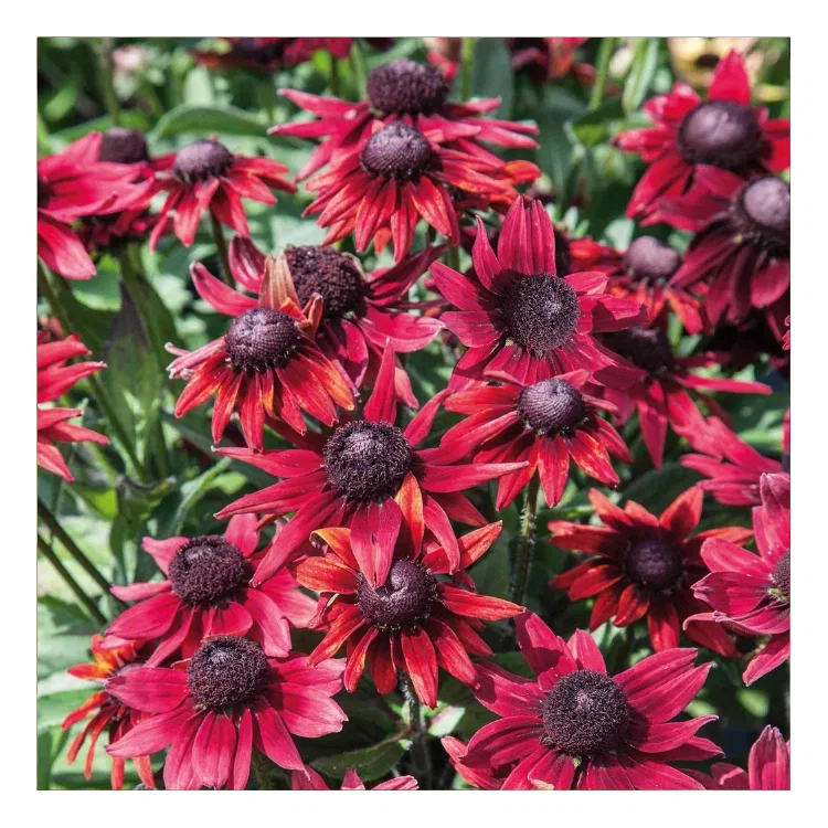 Stunning Rudbeckia ‘Cherry Brandy’ is the world’s first red rudbeckia, producing abundant cherry-red flowers on upright stems all summer long.