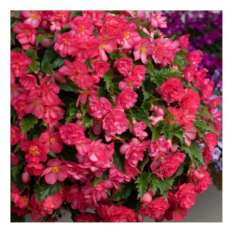 This unusual cosmos turns all heads with its beautiful peachy-apricot flowers delicately streaked with pink.