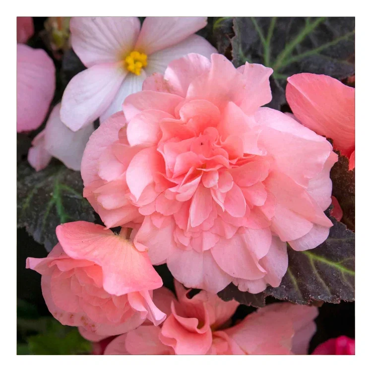 This unusual cosmos turns all heads with its beautiful peachy-apricot flowers delicately streaked with pink.