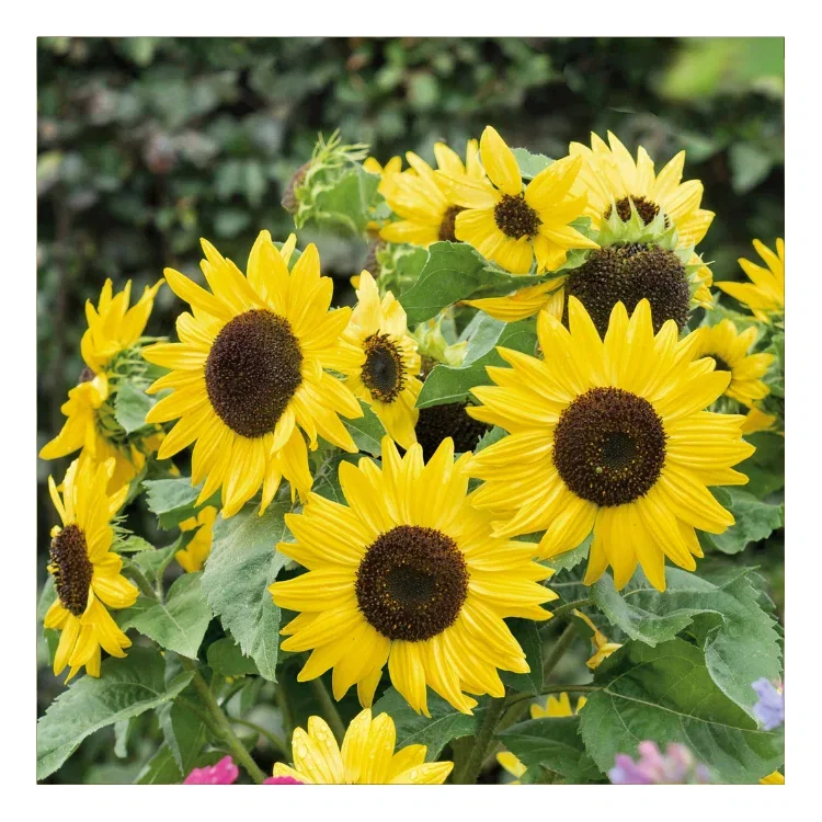 Stunning Rudbeckia ‘Cherry Brandy’ is the world’s first red rudbeckia, producing abundant cherry-red flowers on upright stems all summer long.