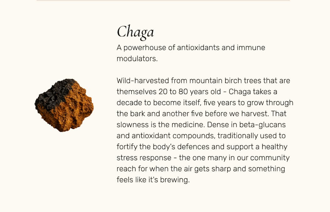 Chaga