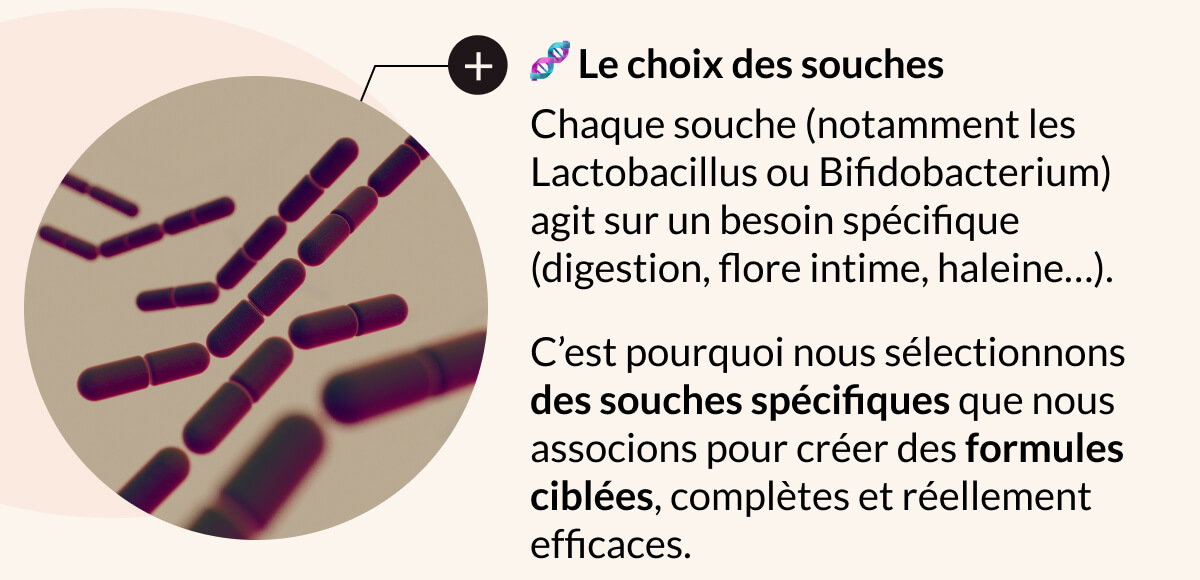 🧬 Le choix des souches Chaque souche (notamment les Lactobacillus ou Bifidobacterium) agit sur un besoin spécifique (digestion, flore intime, haleine…). C’est pourquoi nous sélectionnons des souches spécifiques que nous associons pour créer des formules ciblées, complètes et réellement efficaces.