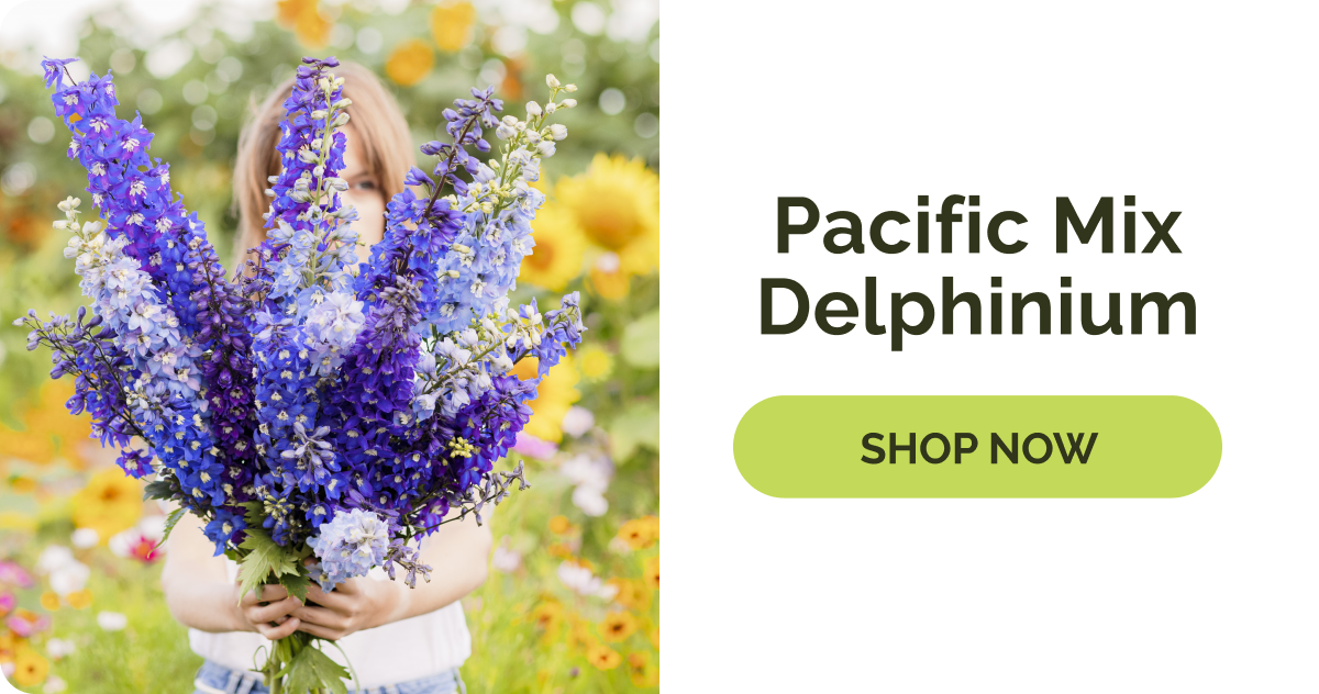 Pacific Mix Dephinium