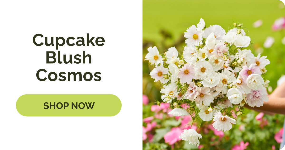 Cupcake Blush Cosmos