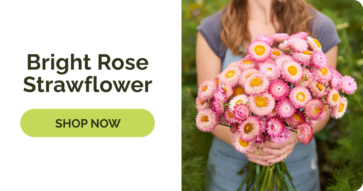Bright Rose Strawflower