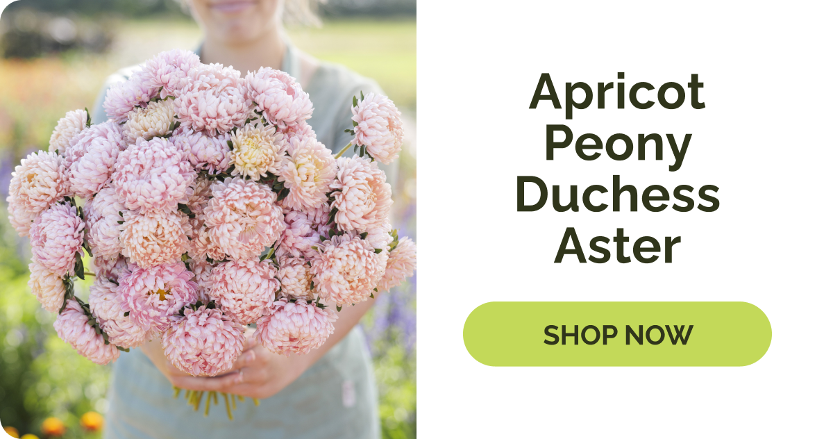 Apricot Peony Duchess Aster