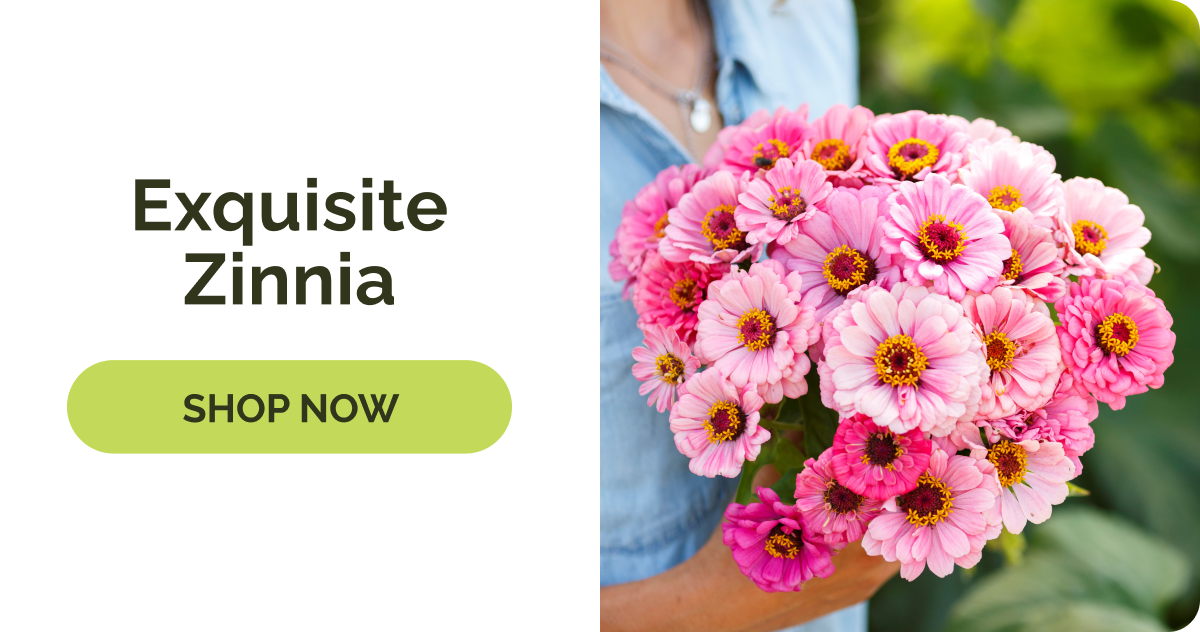 Exquisite Zinnia