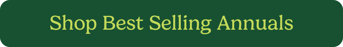 Shop Best Selling Annuals