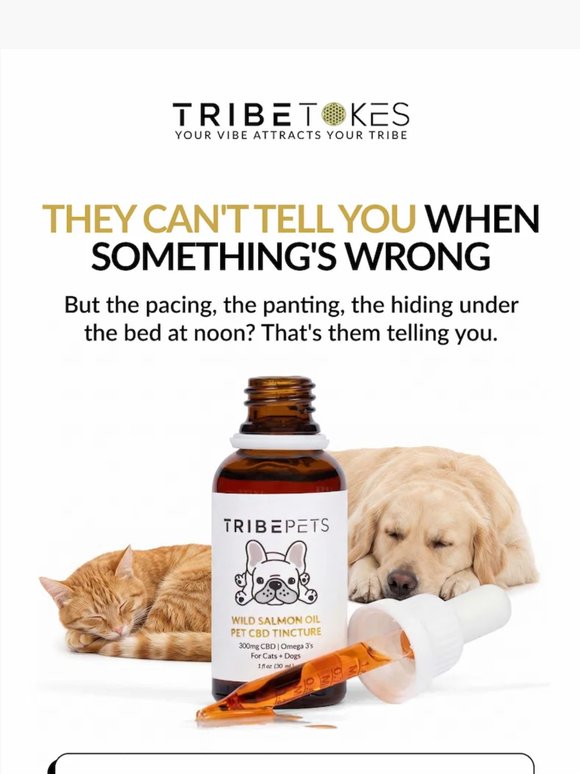 Free CBD Pet Tincture + Full Guide