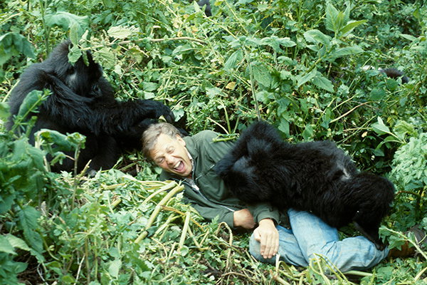 Attenborough laughs as young mountain gorillas play on and around him.