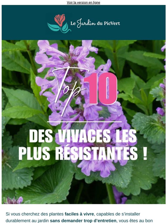 Top 10 des plantes vivaces les plus résistantes !