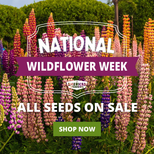 national wildflower week