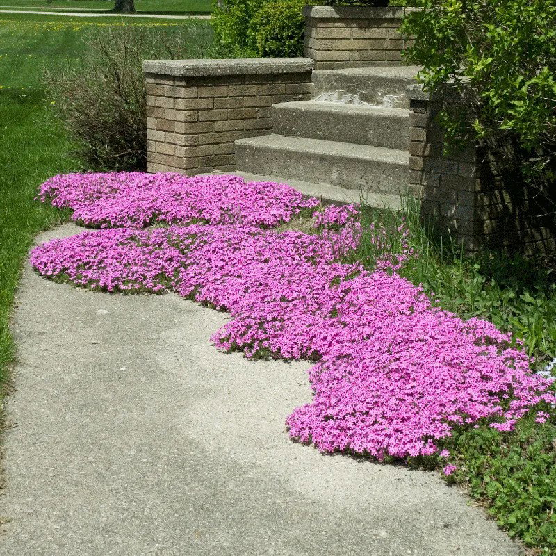 Creeping Phlox