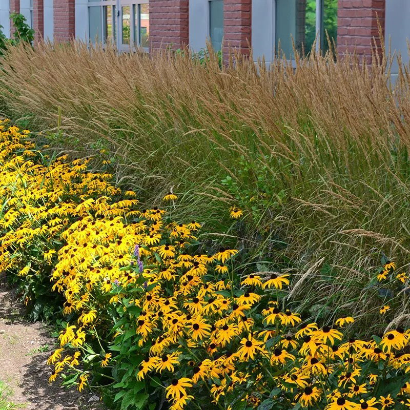 Grass Black Eyed Susan