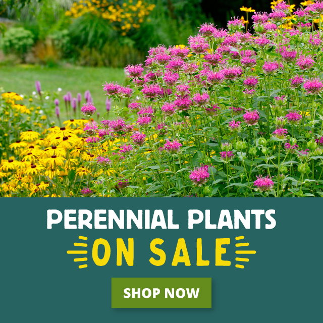 Bee Balm Black Eyed Susan