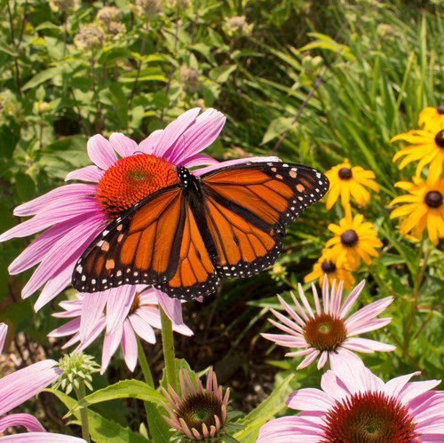 Butterfly Echinacea
